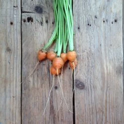 Piccolo Seed Packets -Vitra Shop Untitled 46 1