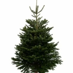 Minima. Real Cut Christmas Tree 6-7ft