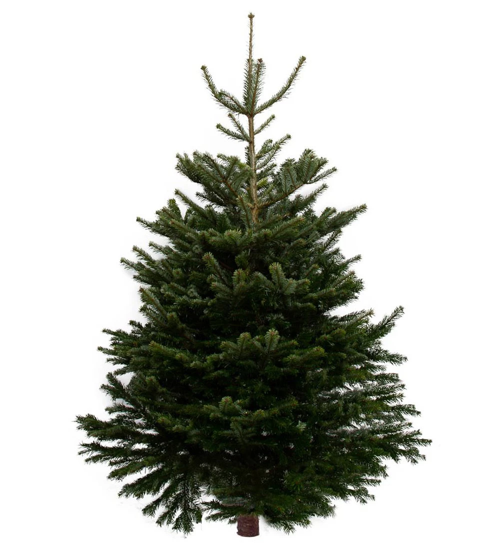 Minima. Real Cut Christmas Tree 6-7ft 1 Minima. Real Cut Christmas Tree 6-7ft
