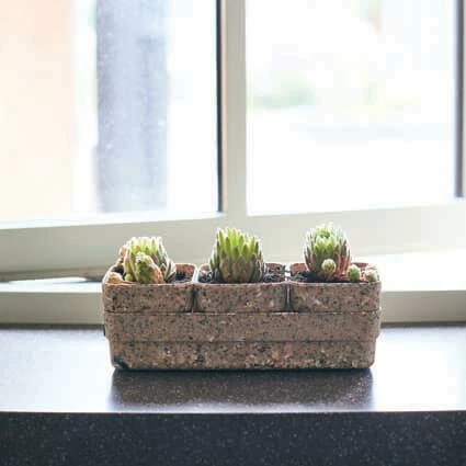 Husk Rectangle Seed Pods – Set Of 3 2 Husk Rectangle Seed Pods – Set Of 3 - Image 2