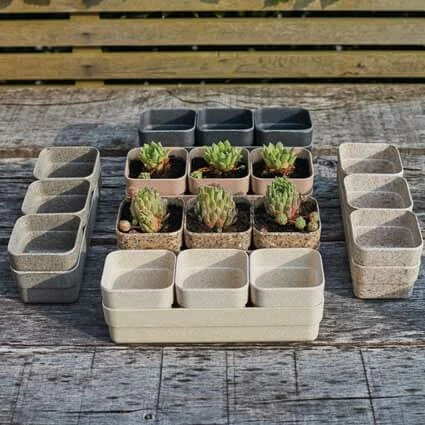 Husk Rectangle Seed Pods – Set Of 3 4 Husk Rectangle Seed Pods – Set Of 3 - Image 4